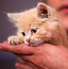 Fototapeta na wymiar Cute little red kitten with amazing eyes