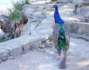 Obraz premium peacock in the park