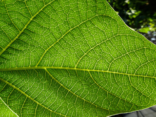 Avocado leaf (Persea americana) view from below