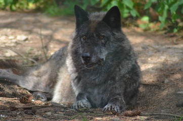 European Wolf