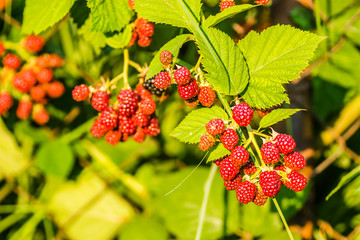 The fruits of blackberries on a wire woven fence