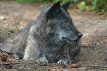 European Wolf