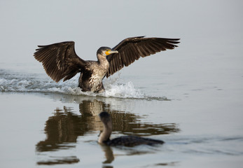 Great Cormorant landing at Eker, Bahrain 