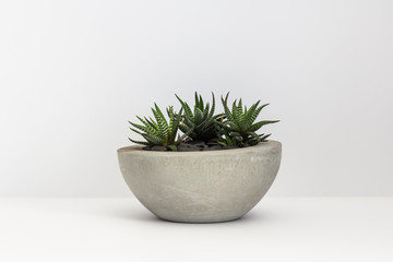 Cacti in a concrete pot. Haworthia on an isolated background