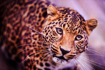 Fototapeta na wymiar Leopard, beautiful portrait . Animal world. Big cat.