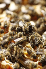 Natural spring honey and honeycomb in detail view