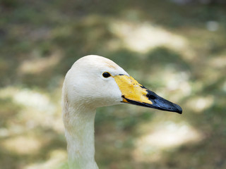 Gros plan sur tête et bec du cygne de Bewick (Cygnus columbianus bewickii)