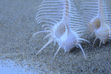骨貝、Murex pecten（Venus comb）