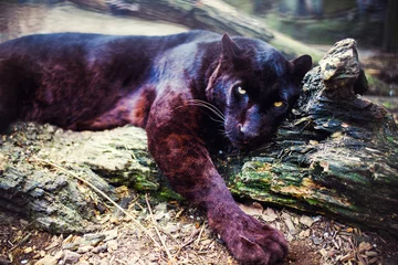 Tuinposter Beautiful black panther. Big cat. Animal world. © The Len