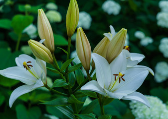 Blossoming white lilies with a garden in the village.