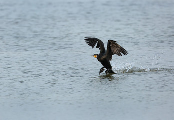 Great Cormorant landing, Bahrain 