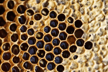 Natural spring honey and honeycomb in detail view