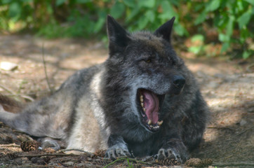 European Wolf