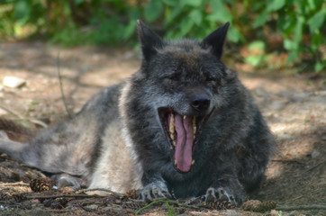 European Wolf