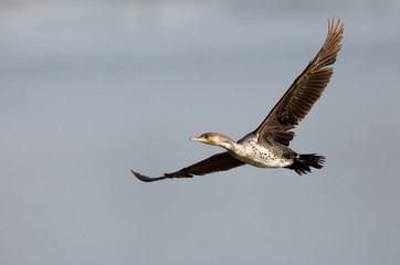 Fototapeta na wymiar Great Cormorant flying, Bahrain 
