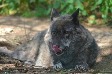 European Wolf