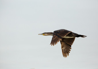 Great Cormorant in flight, Bahrain 