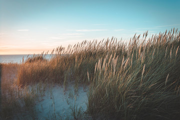 Dunes at sunset on bright blue days at the beach. Dune grass blowing in the summer breeze