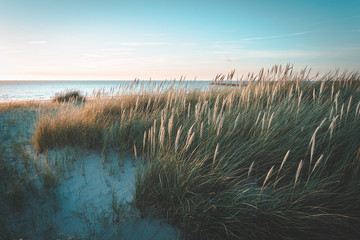 Dunes at sunset on bright blue days at the beach. Dune grass blowing in the summer breeze