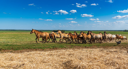 Herd of horses galloping across the field.