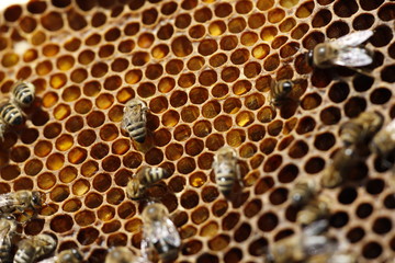 Natural spring honey and honeycomb in detail view