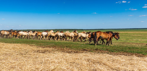 Herd of horses galloping across the field.