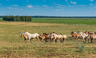 Herd of horses galloping across the field.