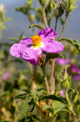 rosa woodsii pink flower in the field spider