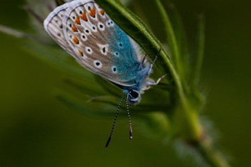 Butterfly in its natural habitat