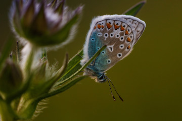 Butterfly in its natural habitat