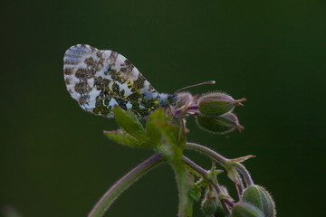 Butterfly in its natural habitat