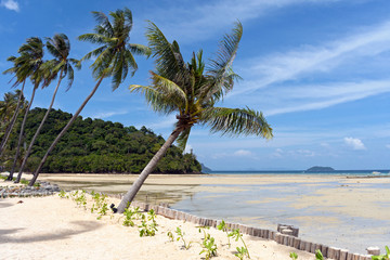 Palm Trees growing at Loh Ba Kao Bay on Koh Phi Phi Island, Thailand
