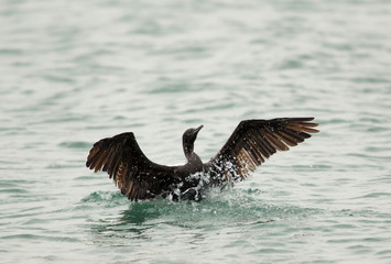  Socotra cormorant takeoff, Bhrain