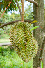 Durian tropical fruit on durian tree plant in garden