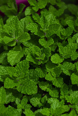 fresh green leaves of mint plant