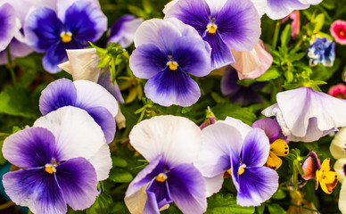 Fototapeta na wymiar Bright tricolor viola flawers