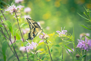 Yellow monarch butterfly on pink clover flower