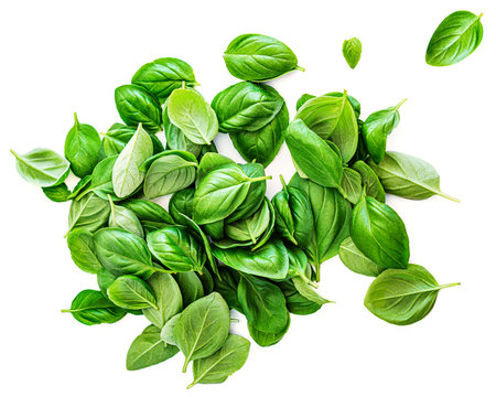 Fresh basil leaf isolated on white background, close up. Pile of Basill herb. Top view