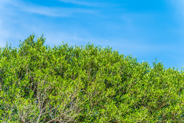 branches of olive tree on the blue sky background. Greece. Crete island