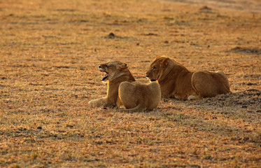 Obraz premium A pair of lion in the morning light at Masai Mara, Kenya