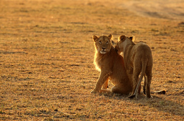 Fototapeta na wymiar A pair of lion in the morning light at Masai Mara, Kenya