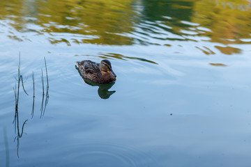 Ducks on a forest pond in the sunset light