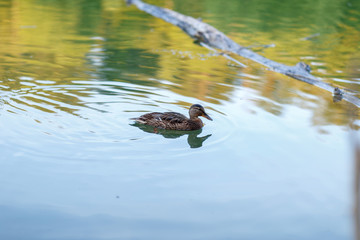 Ducks on a forest pond in the sunset light