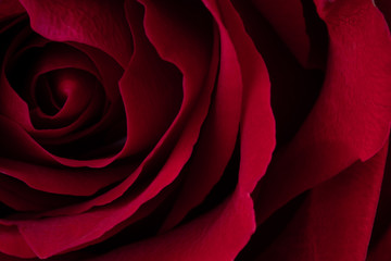 A close up macro shot of a red rose.