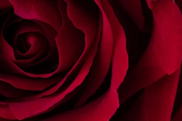Fotobehang Een close-up macro-opname van een rode roos. © Roman Studio