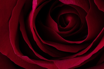 Naklejka premium A close up macro shot of a red rose.