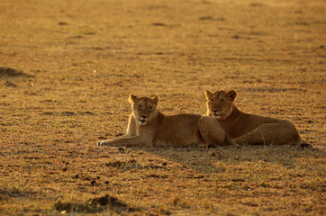 A pair of lion in the morning light at Masai Mara, Kenya