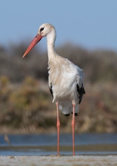 A Stork in the marsh of Huelva (Andalusia)