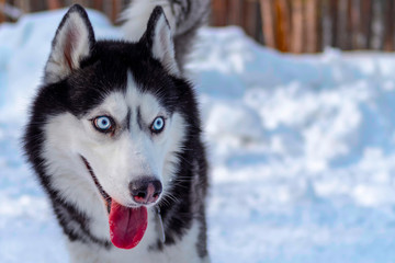 Portrait of a blue eyed beautiful smiling Siberian Husky dog with tongue sticking out. Winter background, copy space.