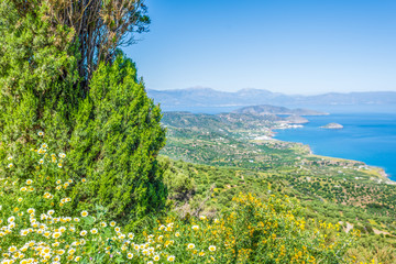 Chamomile field flowers in the mountain